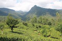 Teeplantagen an der Pilgerstraße zum Adams Peak